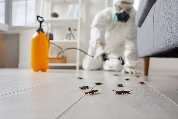 Commercial Kitchen Cockroach Control in North Belle Vernon